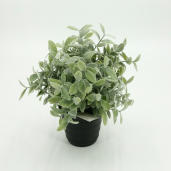 Thyme Pot 11in