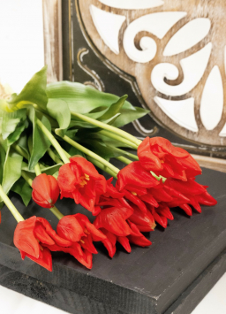 Red Parrot Tulips 14in