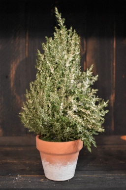 Icy Cedar 12in Potted Tree