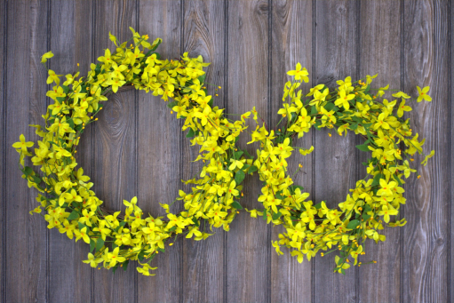 Blooming Forsythia Set of 2 Wreaths