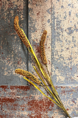 Golden Cattail Stem