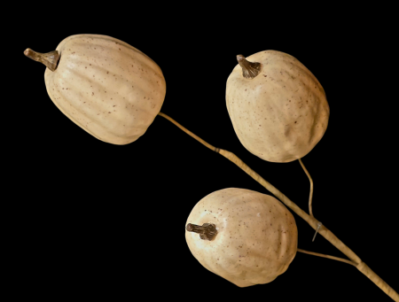 Tall White Pumpkin Stem