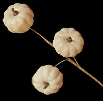 Short White Pumpkin Stem
