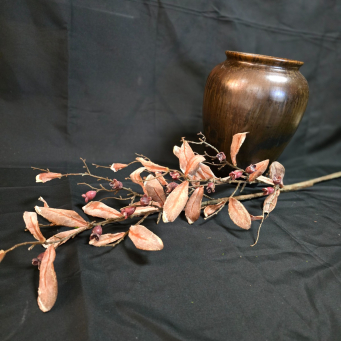 Brownish Autumn Olive Stem