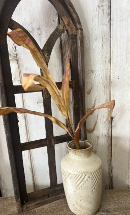 Gold Palm Grass
