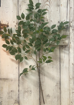 Komodo Green Leaf