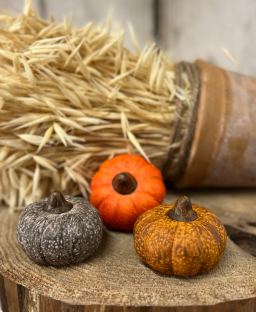 Harvest Pumpkin 2.5x2in Set of 3