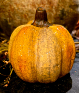 Classic Caramel Pumpkin 5x5x5in