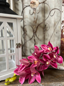 Pink Cymbidium Orchid