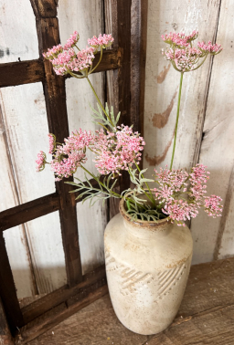 Pink Queen Anne's Lace