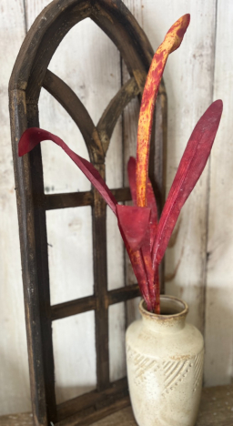 Red  Palm Grass