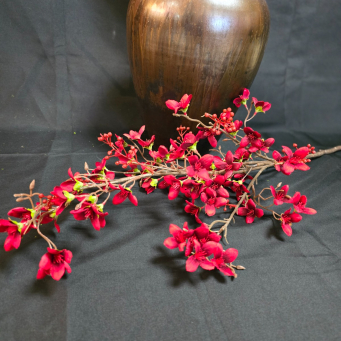 Red Sophora Floral Stem
