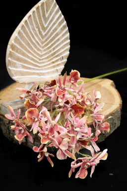 Pink Miniature Cymbidium 32in