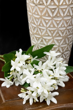 White Star Flower 29in