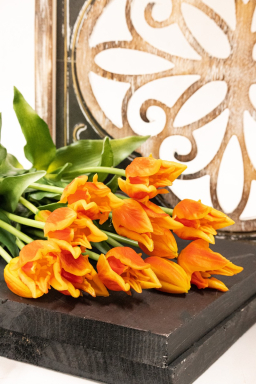 Orange Parrot Tulips 14in