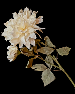 Cream Whisper Mum 24in