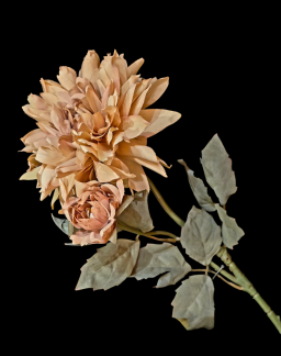 Honey Maple Mum 24in