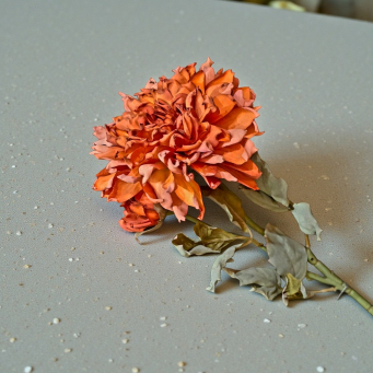 Spiced Cider Mum 24in