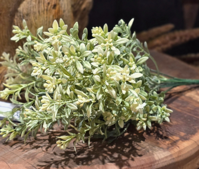 Vanilla Fields Stem 13in