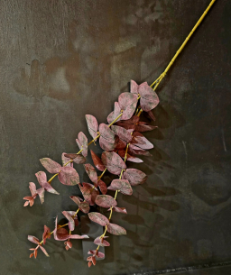 Blackberry Mist Eucalyptus 32in