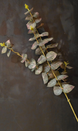 Smallokey Velvet Eucalyptus 323in