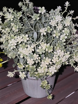 Morning Dew Pot 10in