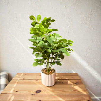 Greenhouse Glow Pot 19in