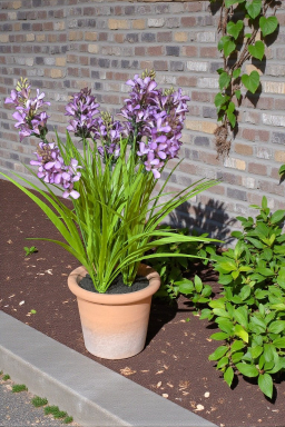 Violet Haze Pot 18in