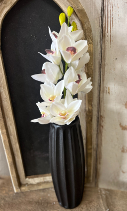 White Cymbidium Orchid