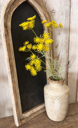 Yellow Queen Anne's Lace
